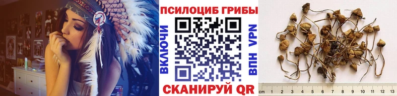 Купить закладки  Короча  Псилоцибиновые грибы Psilocybe 